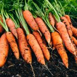 10 profesjonalnych wskazówek, jak wyhodować najsłodszą marchewkę z nasion 10 profesjonalnych wskazówek, jak wyhodować najsłodszą marchewkę z nasion