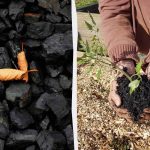 4 nieoczekiwane sposoby wykorzystania węgla drzewnego w ogrodzie
