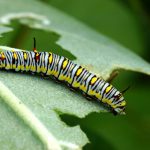 5 powodów, dla których rośliny mogą mieć dziurawe liście i