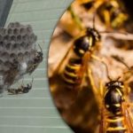 6 rzeczy, które sprawiają, że podwórko staje się magnesem na