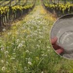 Chwasty znikną w jeden dzień: jak przygotować prosty domowy roztwór