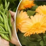 Co sadzić obok siebie, aby uzyskać podwójny plon: sprawdzone kombinacje