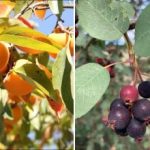 Co sadzić w cieniu: drzewa, które nadal przynoszą plony Co sadzić w cieniu: drzewa, które nadal przynoszą plony