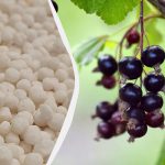 Co zrobić z porzeczkami wiosną: 4 kroki do zebrania dwa