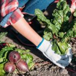 Czego nie uprawiać w ogrodzie warzywnym: ogrodnicy wymienili 5 problematycznych