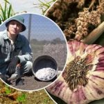 Czosnek będzie rósł jak na drożdżach: jak przygotować grządki jesienią