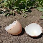 Dlaczego doświadczone gospodynie domowe nigdy nie wyrzucają skorupek jaj: skarb wapnia dla domu i ogrodu dlaczego-doswiadczone-gospodynie-domowe-nigdy-nie-wyrzucaja-skorupek-jaj-skarb.jpg