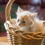 Dlaczego kot tupie łapami i uwalnia pazury: zoopsycholog o ukrytych znaczeniach masażu dlaczego-kot-tupie-lapami-i-uwalnia-pazury-zoopsycholog-o-ukrytych.jpg