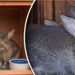 Dlaczego króliki nie przybierają na wadze: trzy główne powody Dlaczego króliki nie przybierają na wadze: trzy główne powody