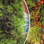 Dlaczego tuje nagle stają się czarne: jak ratować drzewa po