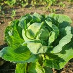 dlaczego-warto-dodawac-sode-oczyszczona-do-otworow-do-sadzenia-kapusty.jpg