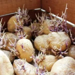 dlaczego-ziemniaki-kielkuja-i-czy-mozna-je-jesc-wazne-wskazowki.webp.webp