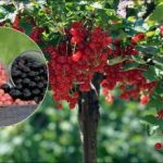 Dwa wiadra porzeczek na krzak: jak przygotować najlepszy nawóz składający