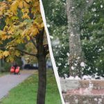 Eksperci wymienili 10 drzew, których nigdy nie należy sadzić na