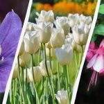 Ekspert wymienia 7 roślin, które warto posadzić w ogrodzie tej