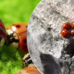 Hodowane i zrzucane z samolotów: po szarańczy Ukrainę atakuje nowy