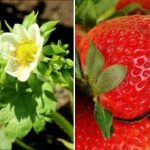 Jagody można zbierać wiadrami: czym karmić truskawki na wiosnę