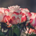 Jak i kiedy przycinać róże, aby uzyskać duże kwiaty latem?