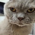 Jak naprawdę żyją stare koty i psy: tabela wieku od gerontologa jak-naprawde-zyja-stare-koty-i-psy-tabela-wieku-od.jpg