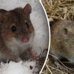 Jak pozbyć się myszy na dobre: metoda, która niszczy całą