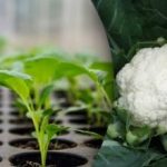 Jak siać kapustę na rozsadach - terminy i ważne nise Jak siać kapustę na rozsadach - terminy i ważne nise