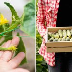 Jakie ogórki sadzić w 2026 r.: te hybrydy zapewniają najbardziej