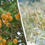 Jedna noc zadecyduje o losie całej uprawy: jak chronić morele