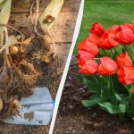 Już czas sadzić cebulki tulipanów: co za wspaniała korzyść z