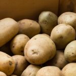 Kiedy wyjąć ziemniaki z piwnicy do sadzenia: kalendarz ludowy i