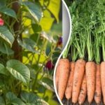 Kiełki czy nasiona - które rośliny najlepiej wysiewać bezpośrednio do