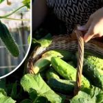 Krzewy ogórka ożywają: groszowy środek na przedłużenie owocowania do mrozów Krzewy ogórka ożywają: groszowy środek na przedłużenie owocowania do mrozów