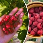 Maliny nie będą miały dokąd pójść: co umieścić pod krzakami