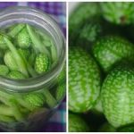 Mini melony na grządce: jak uprawiać ogórek meksykański i jakie