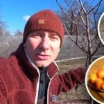 Mniej "tłustych", więcej owoców: ekspert ujawnia schemat przycinania moreli