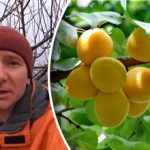 Mróz nie ma z tym nic wspólnego: co tak naprawdę