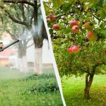 Mszyce już nigdy nie dotkną jabłoni: skuteczne rozwiązanie dwuskładnikowe