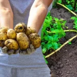 najlepsze-wczesne-odmiany-ziemniakow-dojrzewajace-w-czerwcu-co-sadzic-tej.webp.webp