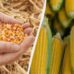 Najlepszy okres na siew kukurydzy w 2025 r.: nie przegap