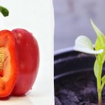 Nasiona będą rosły szybciej: w czym moczyć pomidory, paprykę i