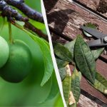 Nawet "stara" śliwa przyniesie wiadra owoców: jak należy ją przycinać