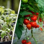 Nie spiesz się z pomidorami: kiedy najlepiej je sadzić?