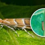 Nowa inwazja szkodników w Ukrainie: 80% upraw zagrożonych, jak z