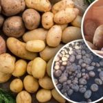 Odmiany ziemniaków, które nie boją się zmian klimatu - People's