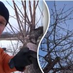 Odmładzanie starego ogrodu: ile gałęzi można odciąć?