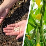 Ogórki rosną szybko i nie chorują: w czym moczyć nasiona