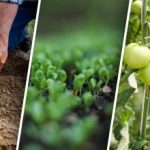 Płodozmian w ogrodzie warzywnym: co sadzić po czym, aby uzyskać