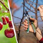 Przegap ten moment - a nie będzie zbiorów: kiedy i