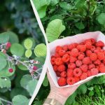 Rośliny te na zawsze zniszczą grządkę malin: nie wolno ich