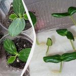 Rosną szybciej niż wszyscy sąsiedzi: 5 sposobów na kiełkowanie nasion