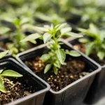 rosnie-jak-na-drozdzach-czym-podlewac-nowo-wyhodowane-sadzonki.webp.webp